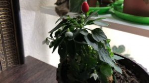 Как Вырастить перец Дома. Селекция перца Чили.