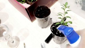 КАЛИБРАХОА.ЗИМОВКА В ДОМАШНИХ УСЛОВИЯХ.ЧЕРЕНКАМ ДВЕ НЕДЕЛИ. РАССАЖИВАЮ И УКОРЕНЯЮ.