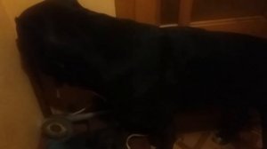 Инсульт у собаки