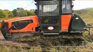 300 га молодого леса. В Приморье высадили саженцы монгольского дуба и корейского кедра
