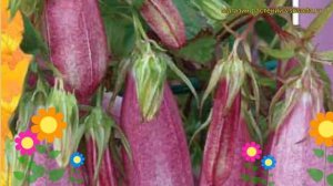 Колокольчик точечный Пинк-ред. Краткий обзор, описание характеристик, где купить семена