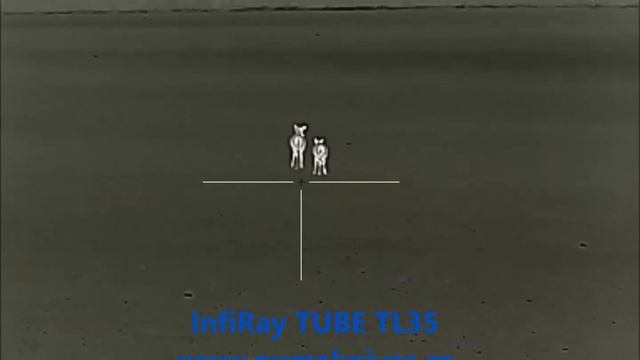 InfiRay TUBE TL35 - Fallow deer hunting - Lov dančete смотреть онлайн