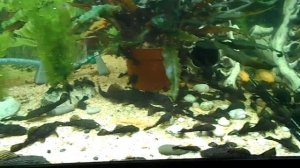 МОИ АНЦИТРУСЫ !!!.mp4