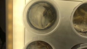 Reptilium весна 2021. Выставка рептилий в Москве | 2 ЭТАЖ