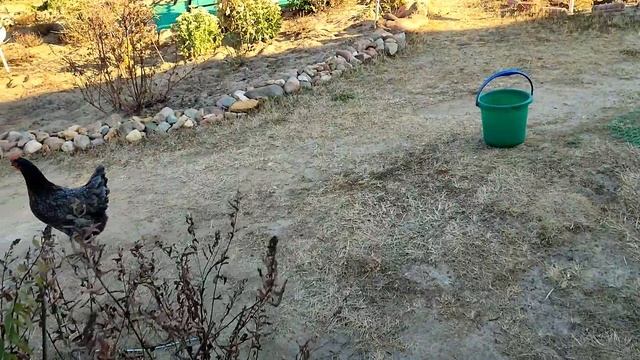 Переводим кур в новый курятник