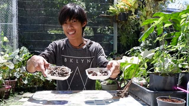 รื้อ ล้วง จก ไข่ ต้นหางกระเบน(Alocasia stingray) และวิธีการอบไข่ง่ายๆ