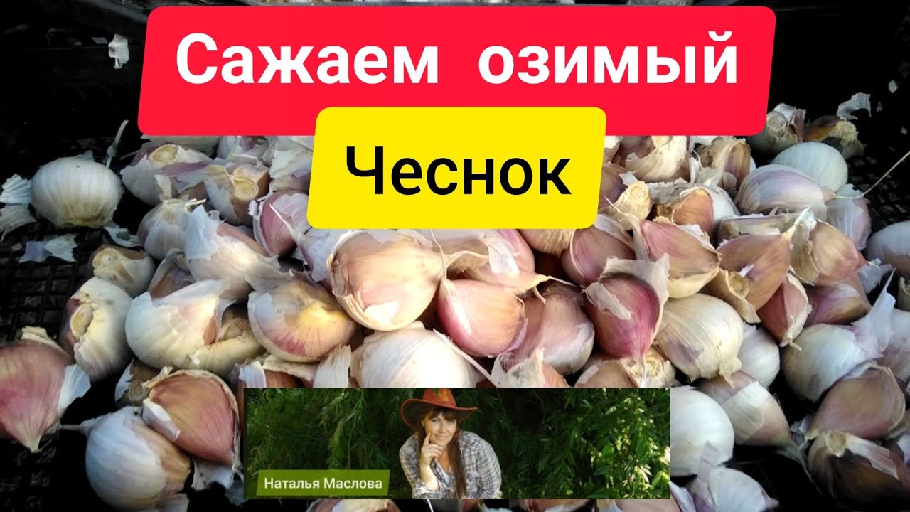 Чеснок посадка / Посадка озимого чеснока смотреть онлайн