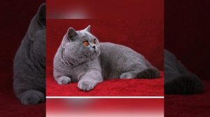 Самые злые кошки в мире