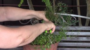 Диасция. Как продлить цветение.
