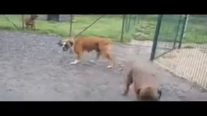 Собачки делают ЭТО САМОЕ вот так вот!