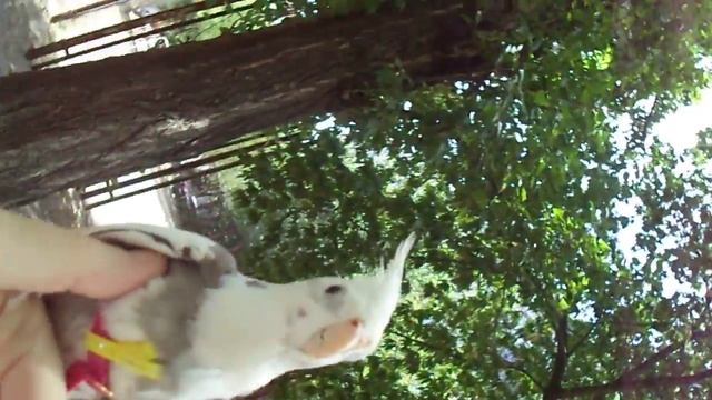 На прогулке с кореллой смотреть онлайн