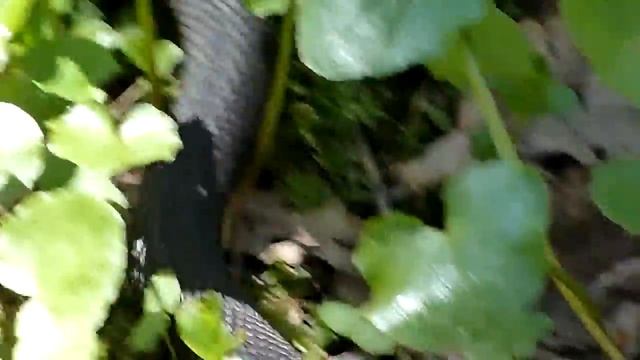 Гадюка Никольского 7 мая 2011 г. смотреть онлайн