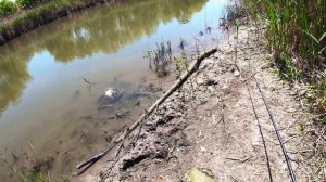Рыбалка на карася в мае Река Аксай Полный садок
