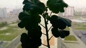 Мои  красавицы герани! Уход за ней!