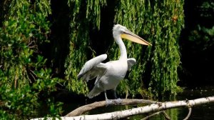 Голоса птиц / Звуки Пеликана / Крик пеликана / Пеликаны разговаривают