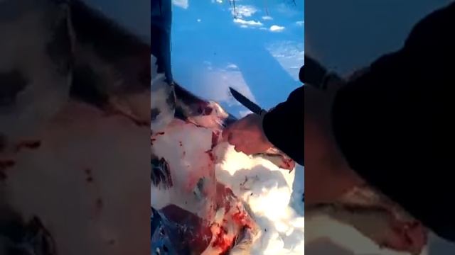 Разделка косули булатном ножом Путник от мастерской Медведь Обзор от покупателя смотреть онлайн