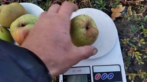 Груша Кучерянка. Сигнальне плодоношення 2021.