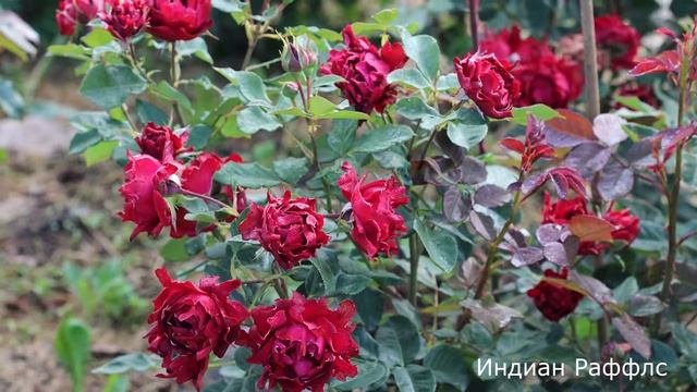 Краткий обзор розы Индиан Раффлс (Флорибунда) -Indian's Ruffles (Нидерланды, 2007) смотреть онлайн