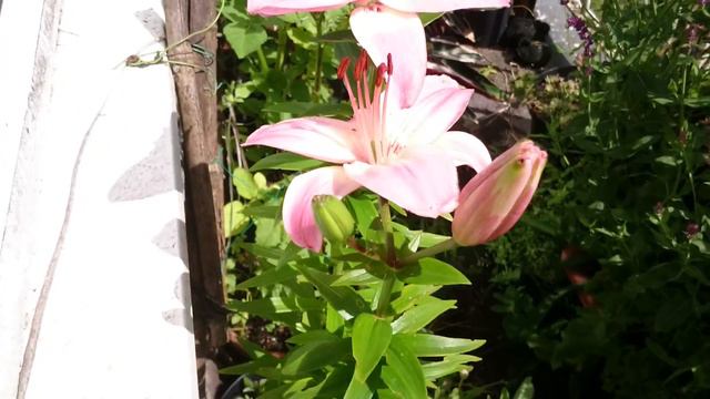 Balcony garden, container planting, organic based. смотреть онлайн