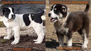 Алабай против Саги Дахмарда или сравнение щенков аборигенных и заводских САО