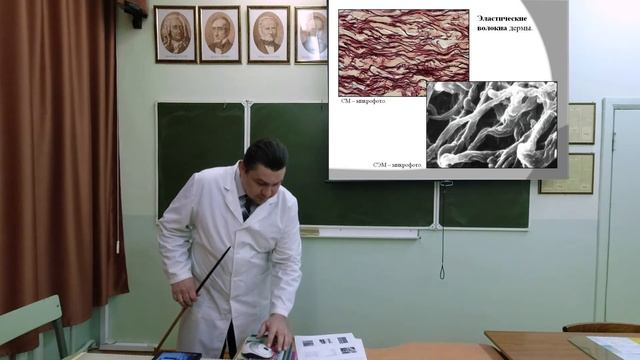 Соединительные ткани. Собственно соединительная ткань