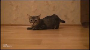 Гоночный кот