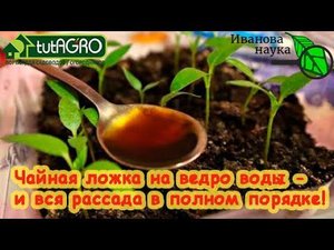 1 ЛОЖКА НА ВЕДРО ВОДЫ - И ВСЯ РАССАДА В ПОЛНОМ ПОРЯДКЕ! Уникальный способ подкормки ВСЕХ растений!