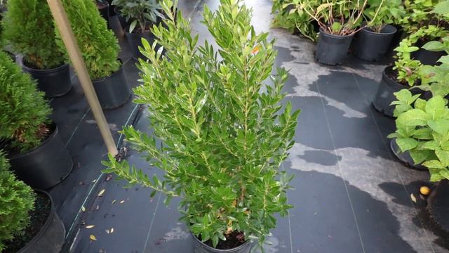 Great Low Maintenance Foundation Plants for Horticultural Zone 7. Part 1