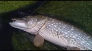 Щука с секретом внутри! Или чем питаются щуки!