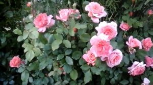 Цветение розы Institut Lumiere июнь 2019