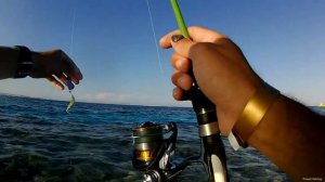 Рыбалка на Красном море в Египте с берега. Часть 3 / Fishing on THE Red sea in Egypt. Part 3