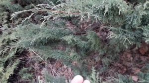 Отличие можжевельника казацкого от даурского, апрель, Сибирь