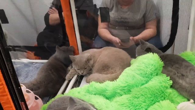 Выставка кошек/ породистые кошки на выставке в Москве 2022 смотреть онлайн