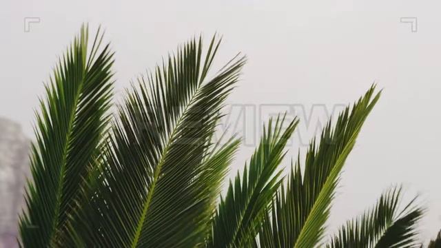 Palm Leaves Stock Video смотреть онлайн