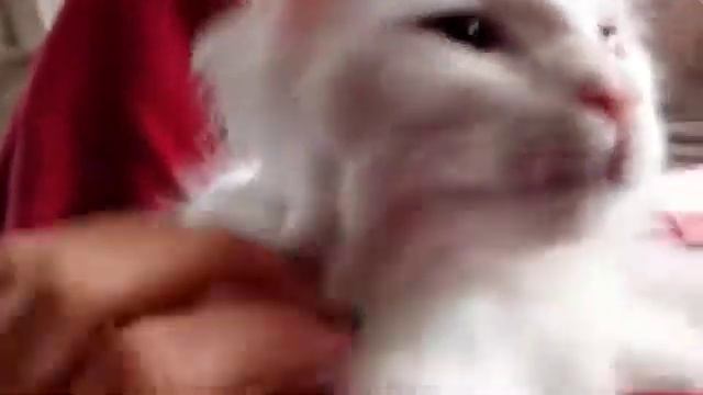 Белый котенок манчкин смотреть онлайн