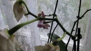 Орхидеи Коробочка с семенами| Один месяц после опыления| Phalaenopsis pollination