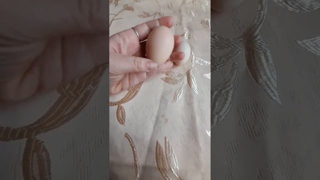 //Курица снесла маленькое яичко// Почему???#как смотреть онлайн