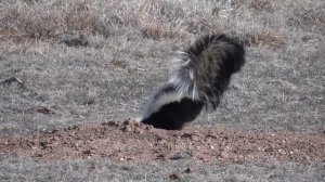 Sony DSC-HX100V Another Skunk