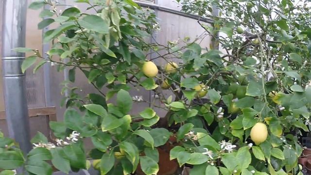 Павловский лимон. И мандарин смотреть онлайн