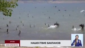 В ВКО бакланы истребляют рыбу