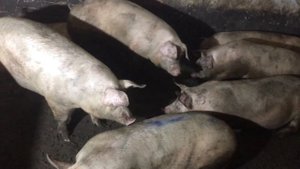 Корм для свиней без добавок ??? Результаты радуют!!!