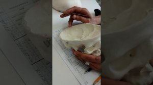 Первая часть системы полой вены.Отток крови от головы и шеи