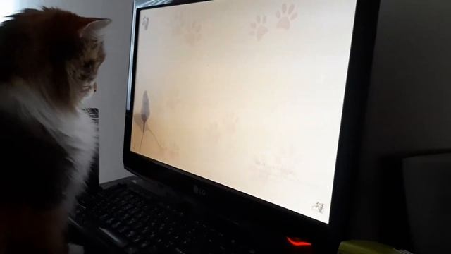 Карантинные забавы кошки Люськи. Ловим мышей. смотреть онлайн