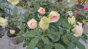 🌹🌹Exhibition Quality Rose La Perla | Hybrid Tea Rose La perla | Cut Flower Rose La perla | La Perl