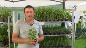 In gradina Danei - Totul despre Stevia Rebaudiana si plantele aromatice