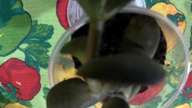 Толстянка . Денежное дерево . смотреть онлайн