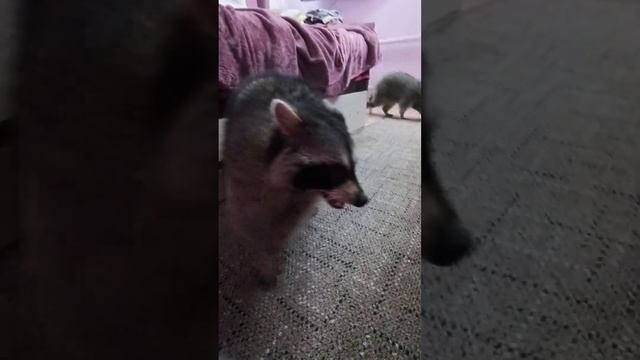 енотьи бесиловки #помощьбездомнымживотным #ямыилюша #анапа #raccoon