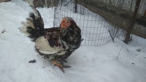 Ливенский петушок