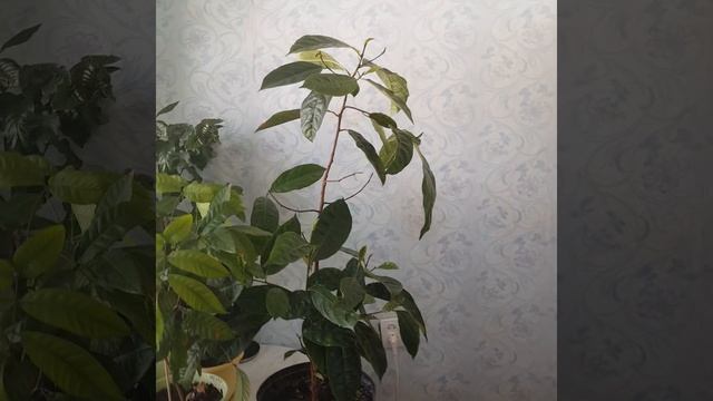Рамбутан, Лонган, Тамаринд,  Аннона Чешуйчатая, Кофе Арабика.