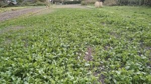 Эксперимент с протравлением семян горчицы на сидерат продолжаем  Смотрим результат